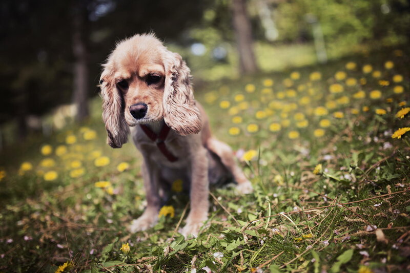 Cocker Spaniel Puppy — Green, Calm