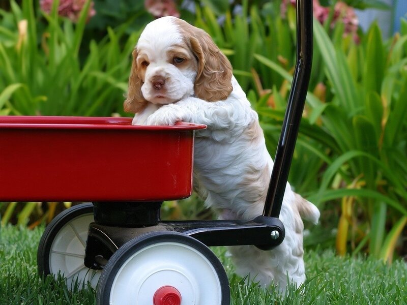 Cocker Spaniel Puppy — Green