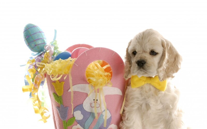 Cocker Spaniel Puppy — Pink