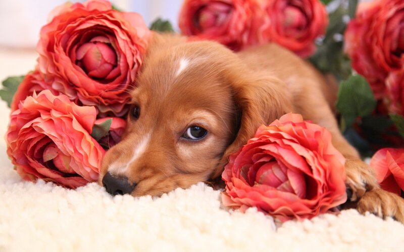 Cocker Spaniel Puppy — Red, Calm