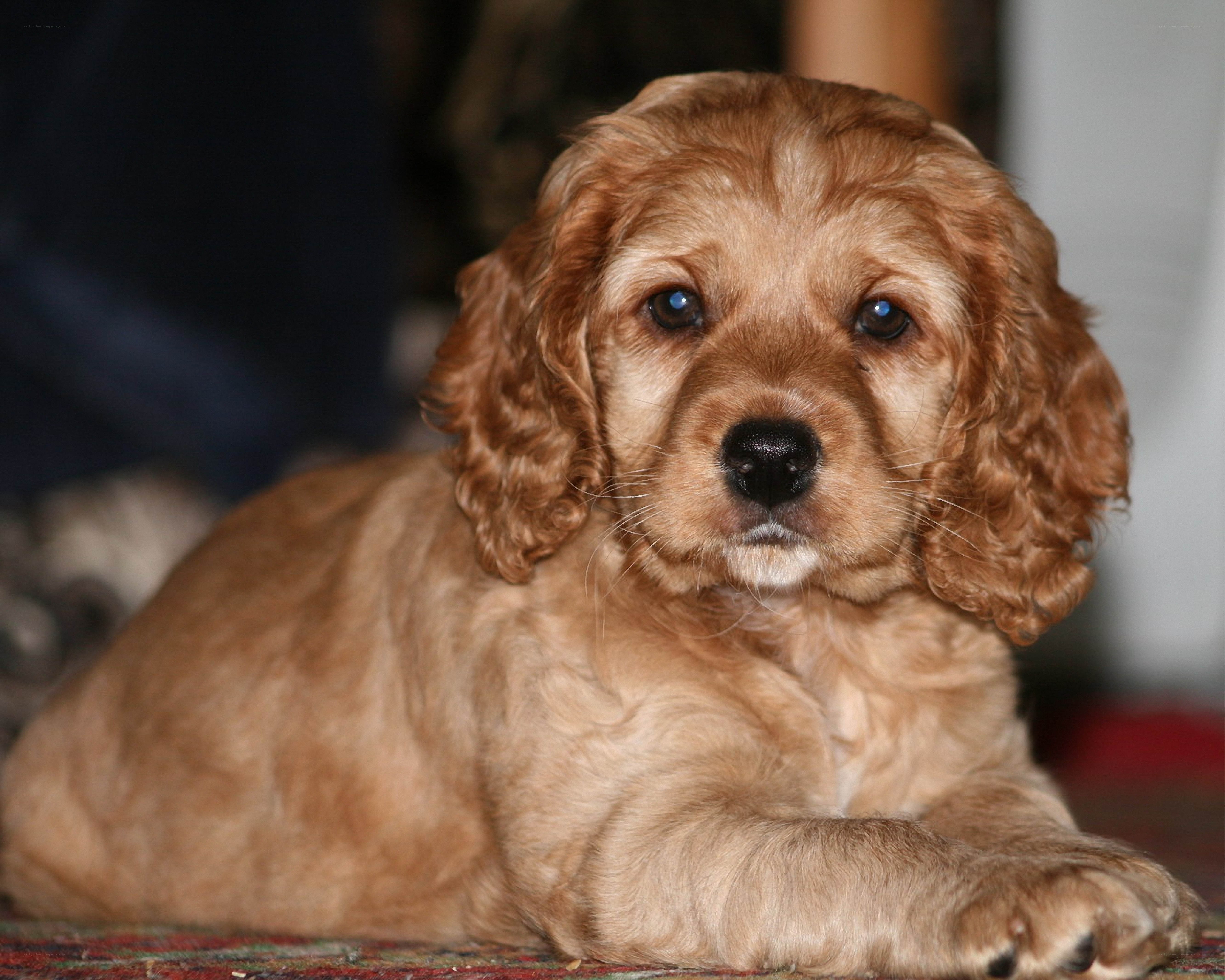 Cocker spaniel puppy resting