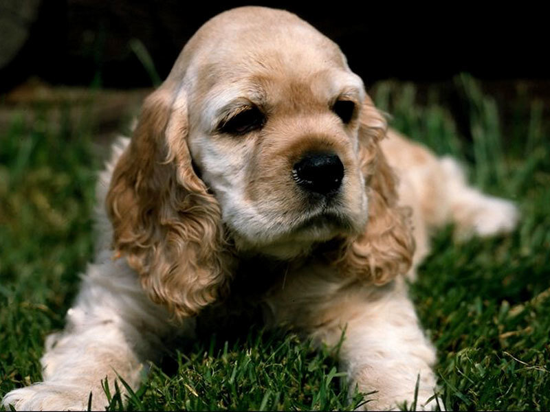 Cocker Spaniel Puppy
