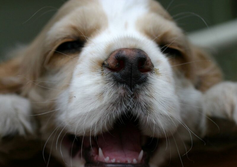 Cocker Spaniel Puppy — White, Calm