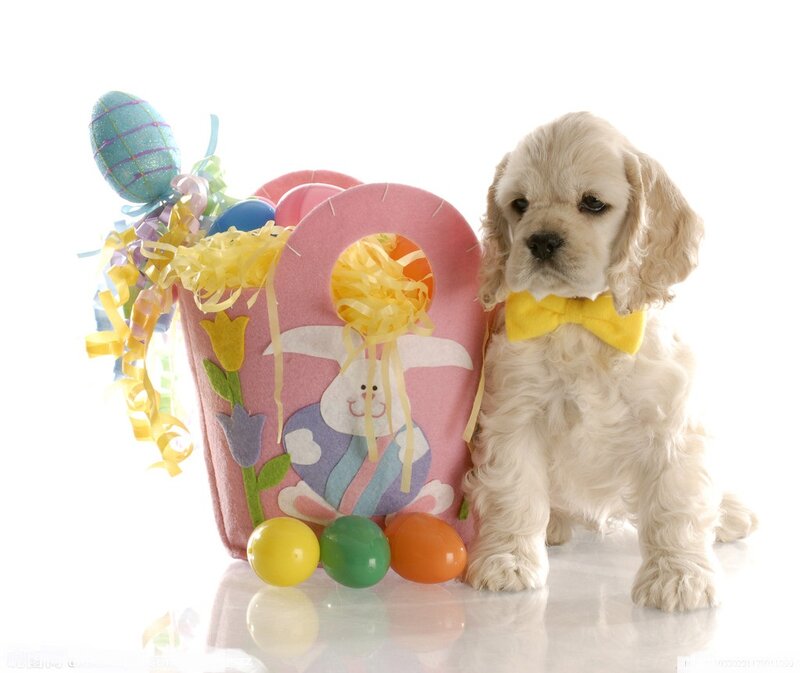 Cocker Spaniel Puppy — White, Festive
