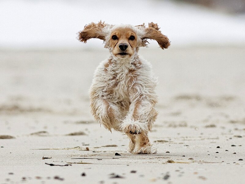 Cocker Spaniel Puppy — White