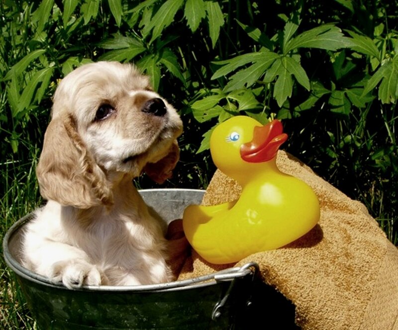 Cocker Spaniel Puppy — Yellow, Playful
