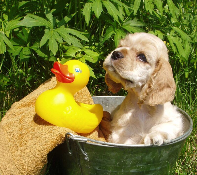 Cocker Spaniel Puppy — Yellow, Serene