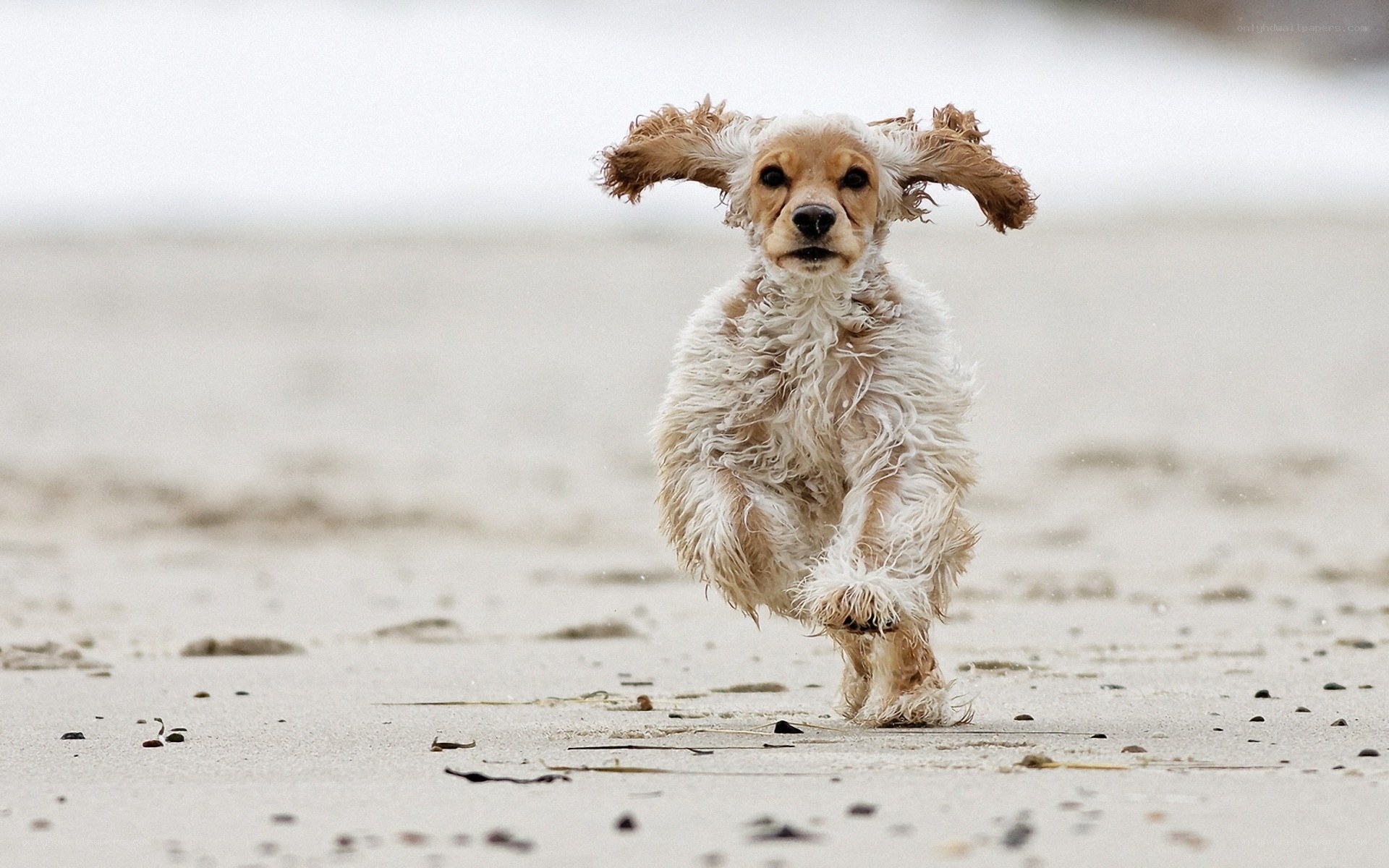 Cocker spaniel running on beach