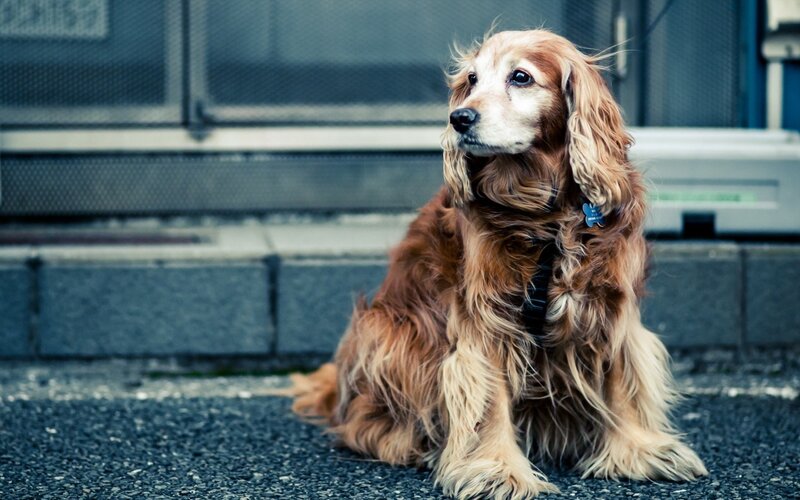 Cocker spaniel sitting on pavement