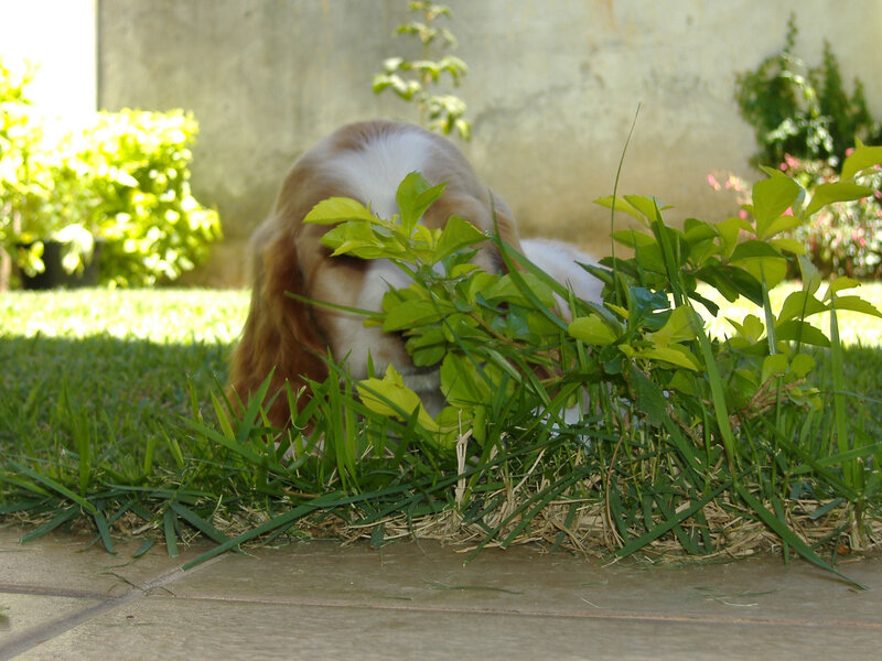 Cocker spaniel sniffing plants