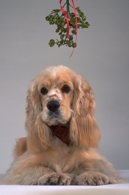 Cocker spaniel under mistletoe