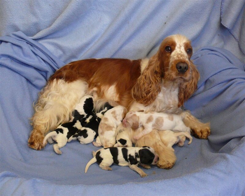 Cocker Spaniel with Puppies