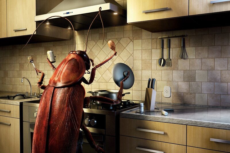 Cockroach in the kitchen