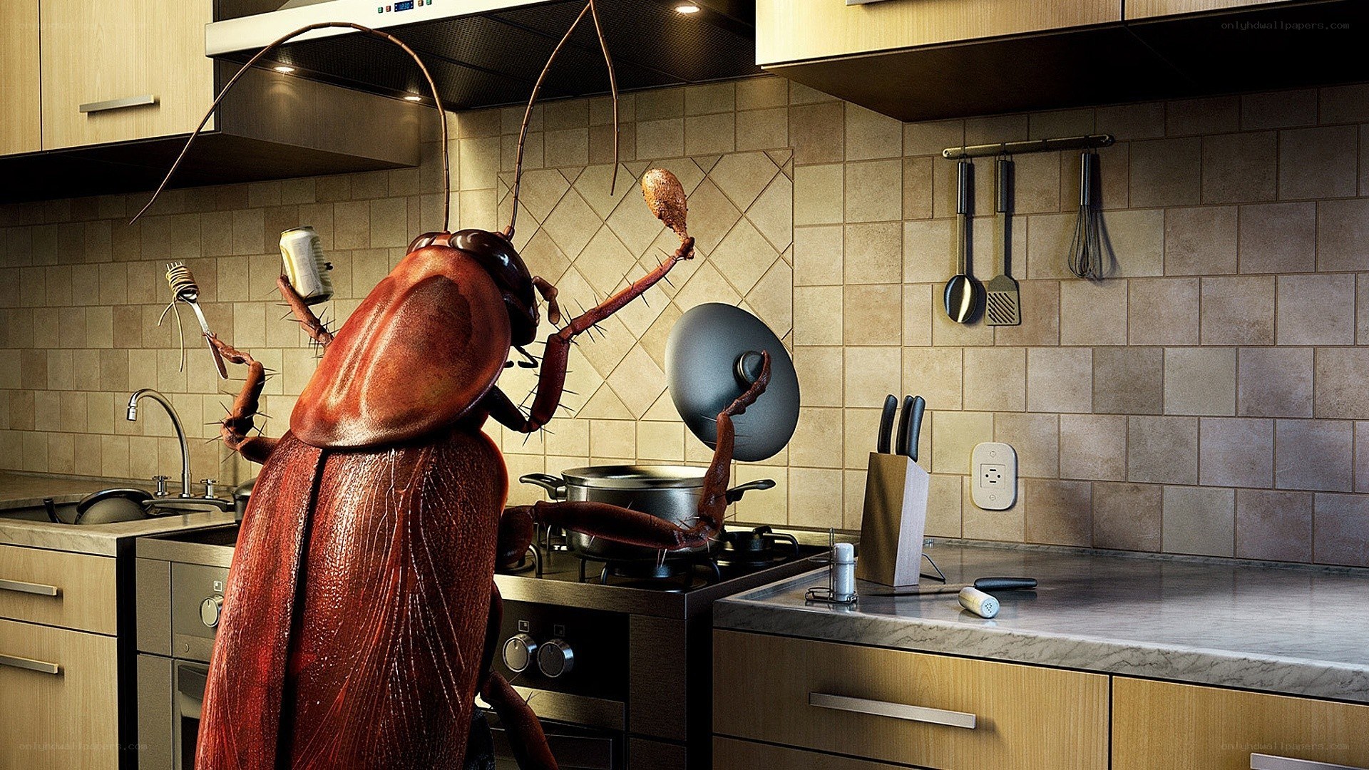 Cockroach in the kitchen