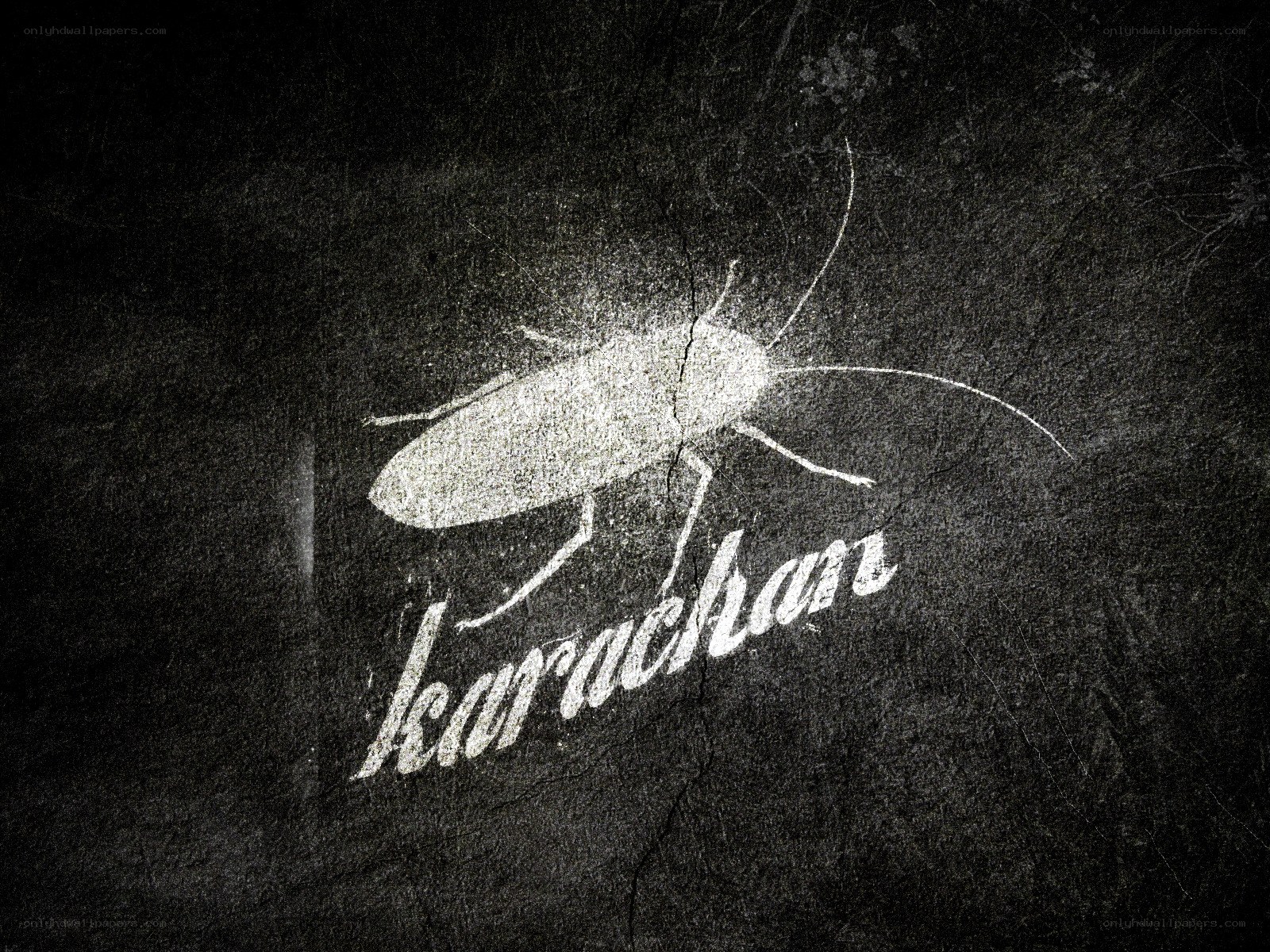 Cockroach logo on dark surface