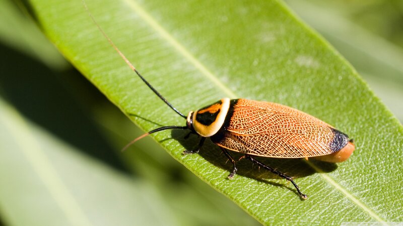 Cockroach on Green Leaf