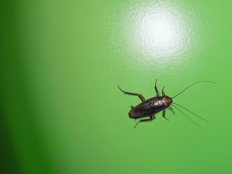 Cockroach on Green Surface — Neutral