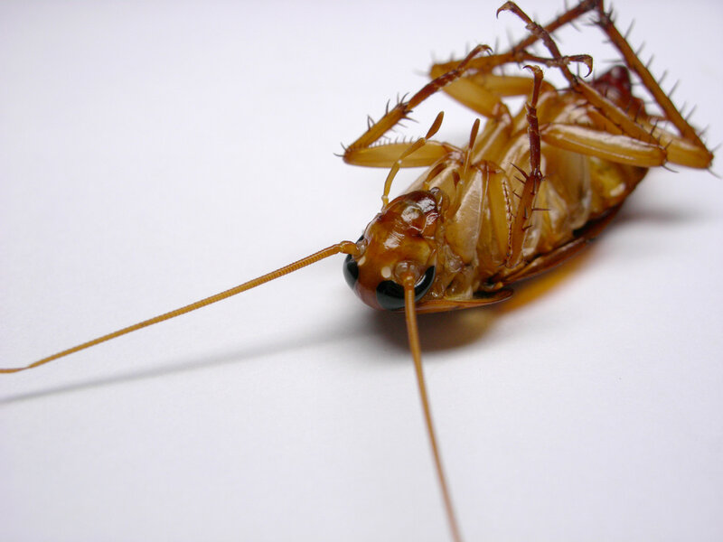cockroach on its back