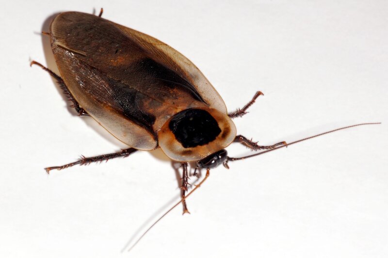 Cockroach on White Surface