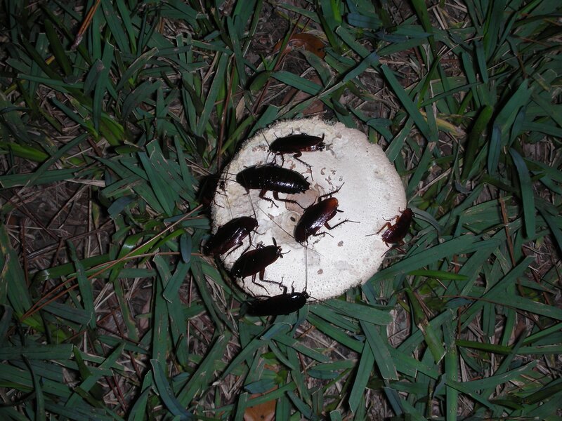 cockroaches on a mushroom