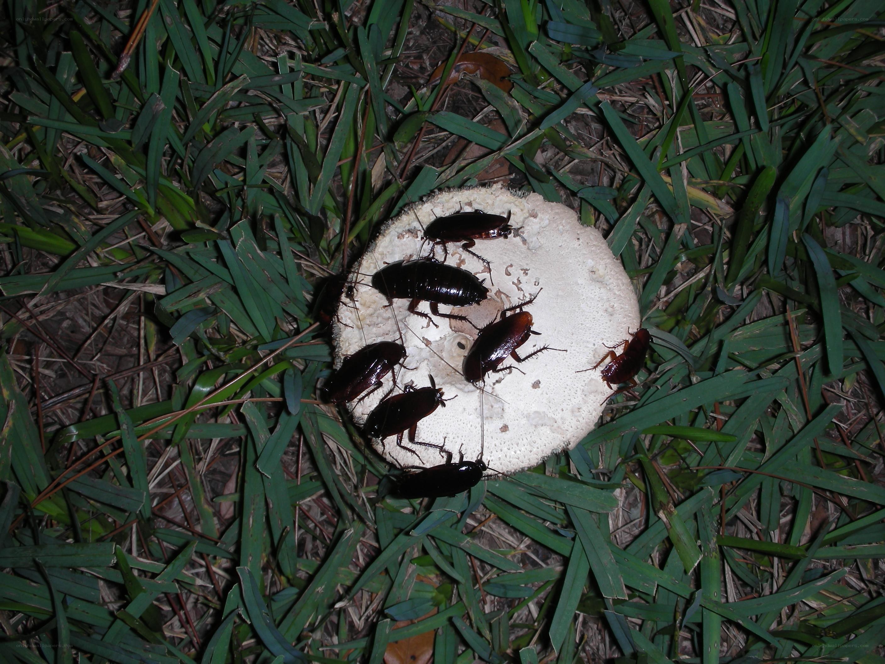 cockroaches on a mushroom