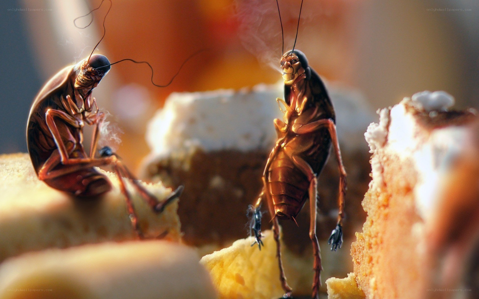 Cockroaches on cake crumbs