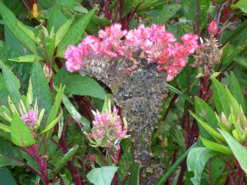 Cockscomb flower in garden