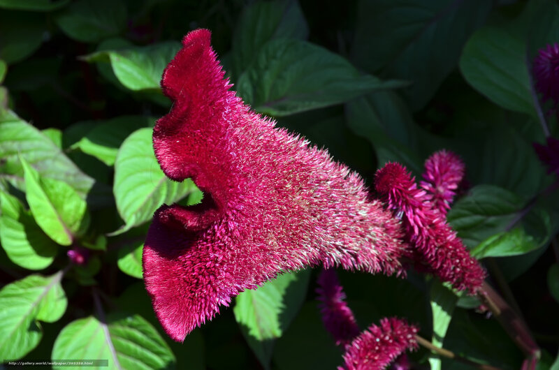 Cockscomb flower in sunlight