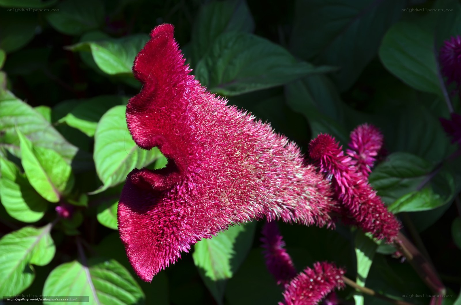 Cockscomb flower in sunlight