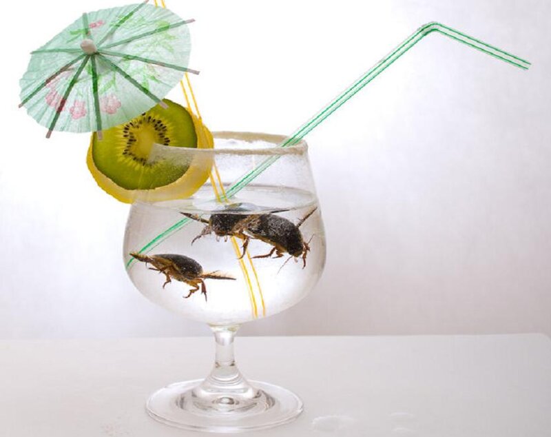 Cocktail with Insects
