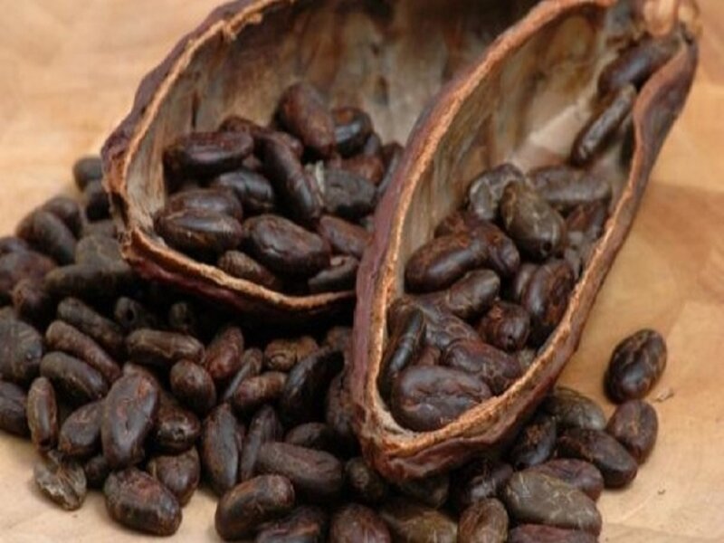 Cocoa Beans in Pod