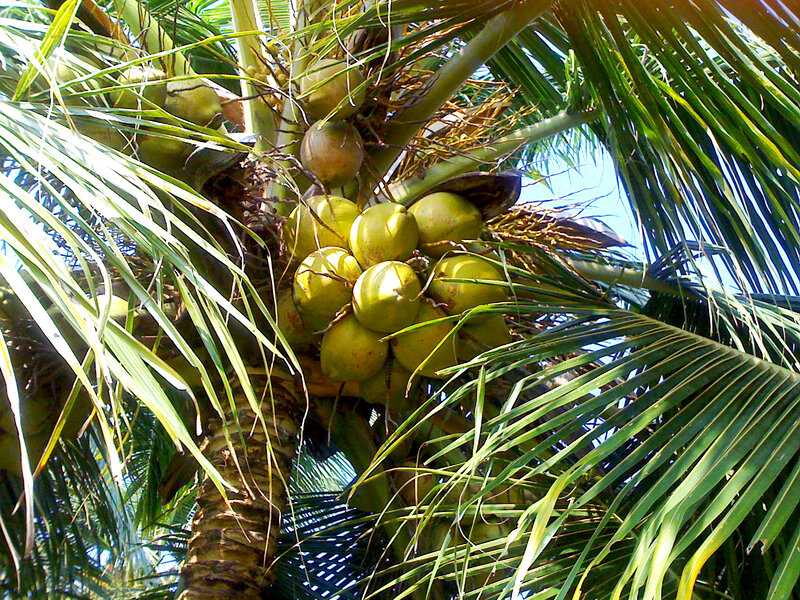 Coconut Cluster on Palm Tree