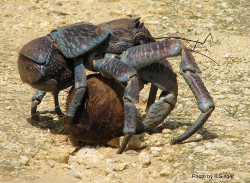 Coconut Crab Carrying Coconut