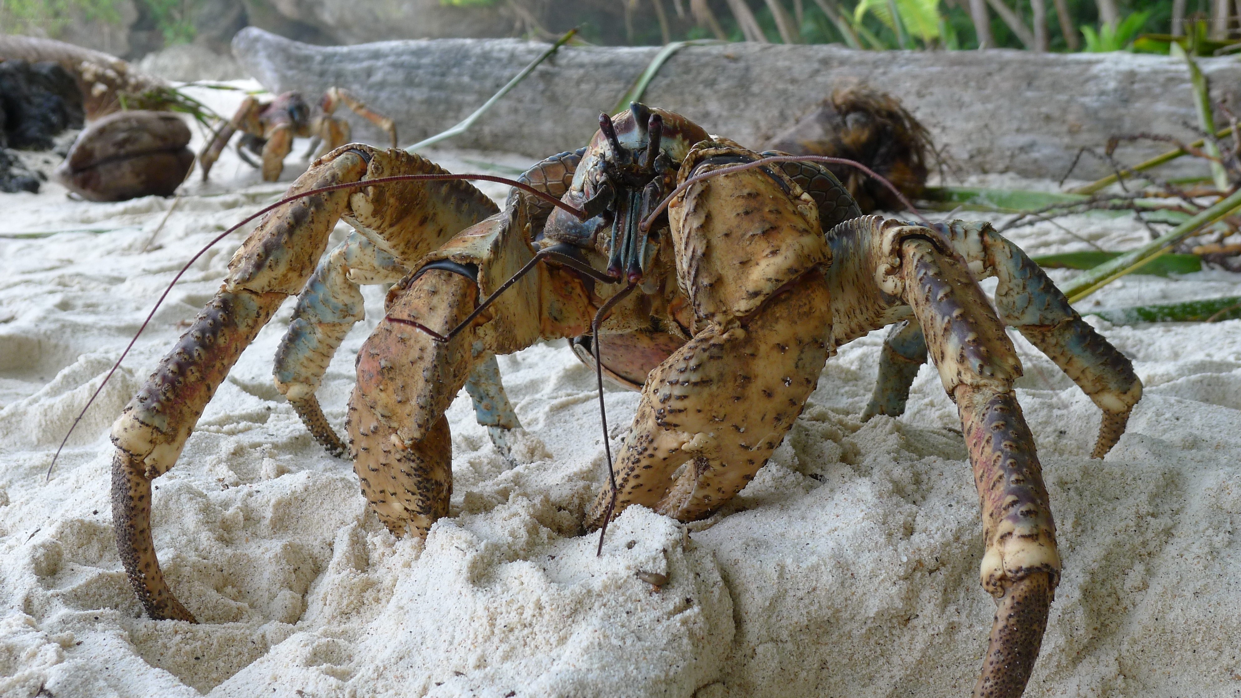 Coconut crab on sandy beach