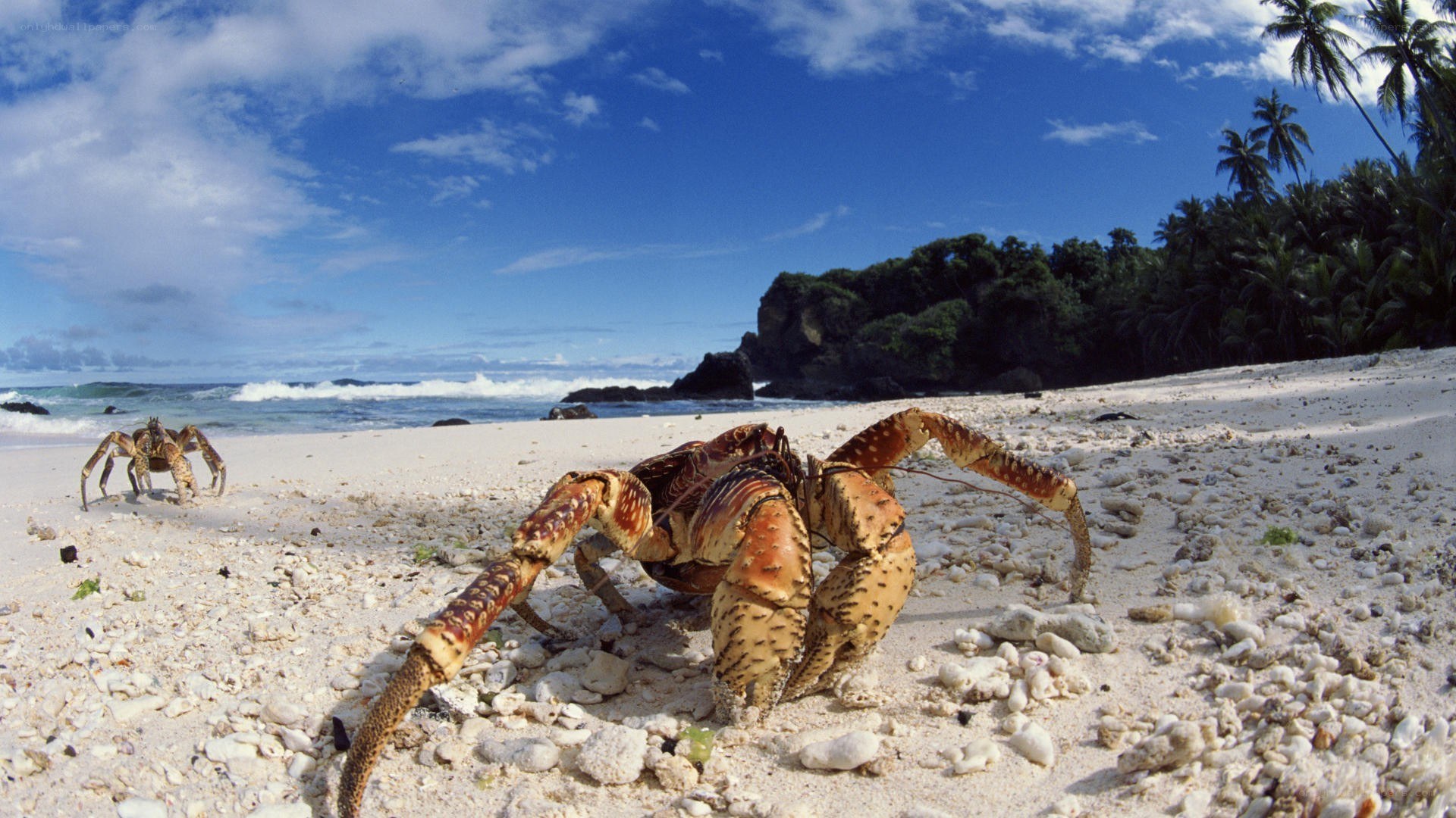 Coconut crabs on a tropical beach