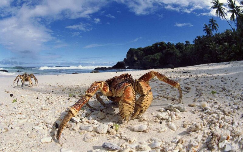 Coconut Crabs on Beach — Blue