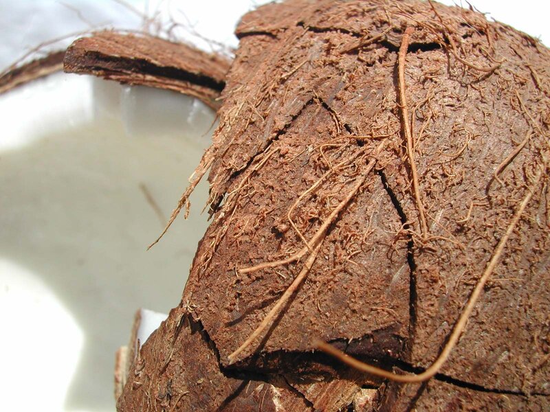 coconut husk close-up