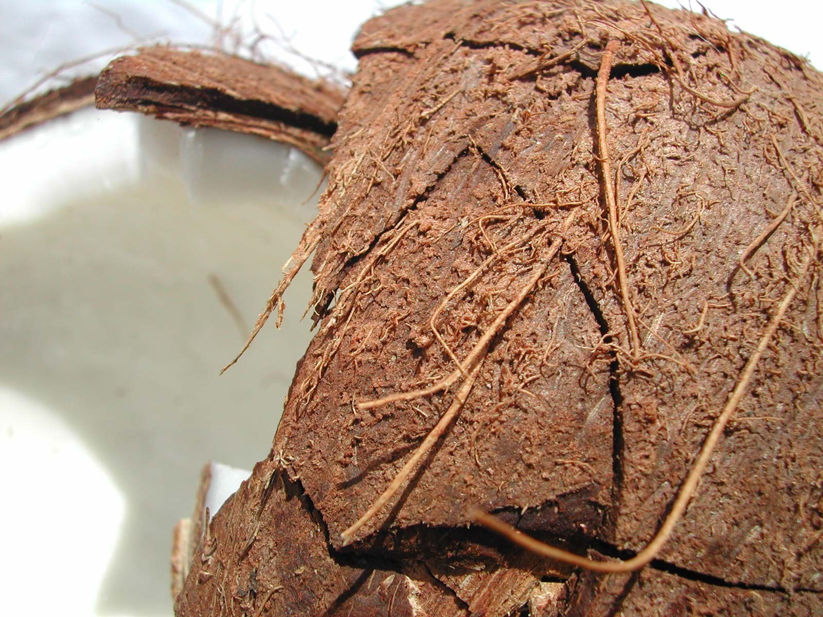 coconut husk close-up