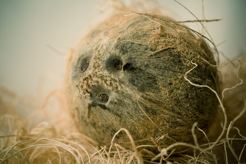 Coconut in Husk