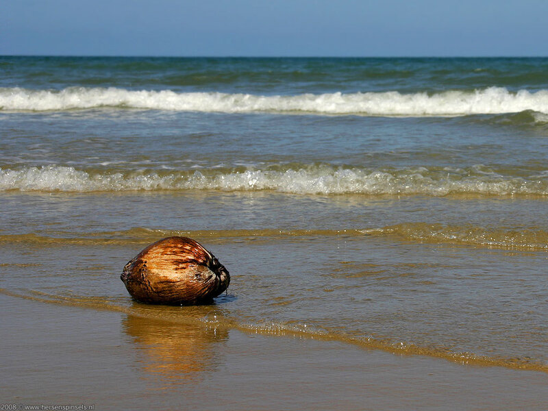 coconut on a beach