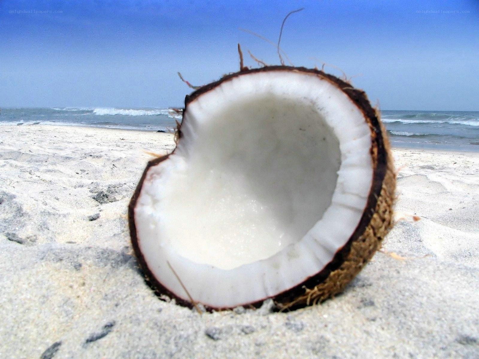 Coconut on a sandy beach