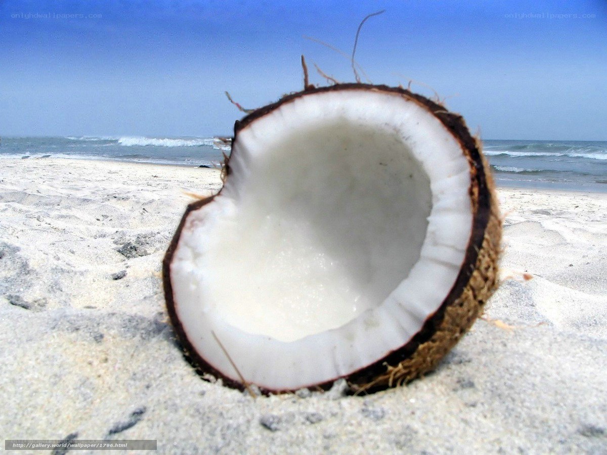 Coconut on a sandy beach