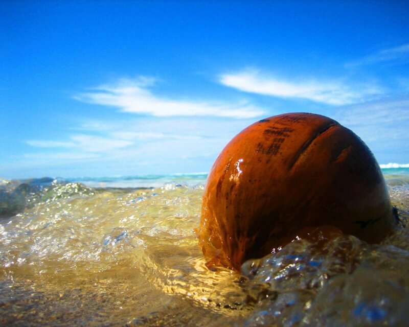 coconut on a sunny beach