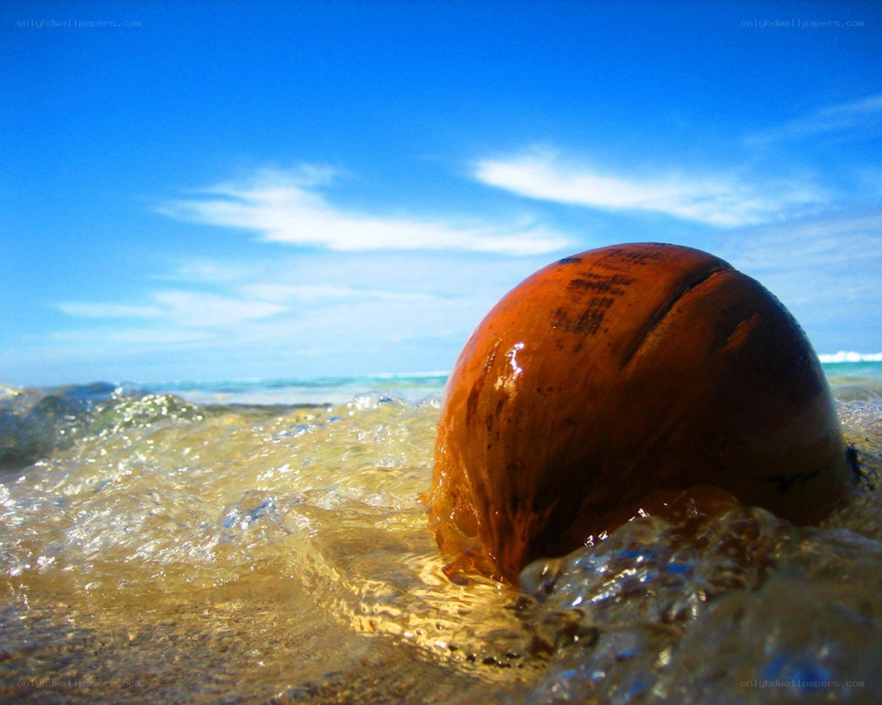 coconut on a sunny beach