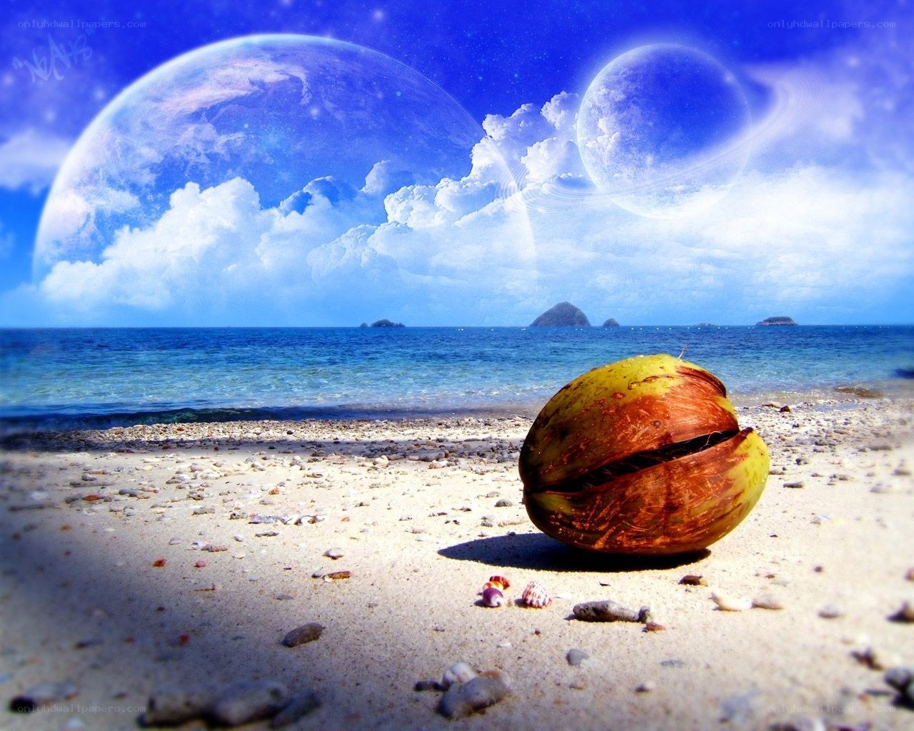 Coconut on alien beach