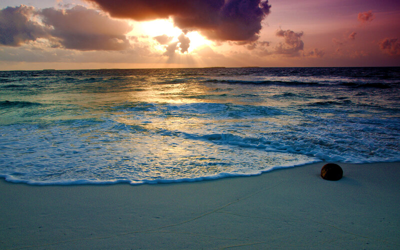 Coconut on Beach at Sunset