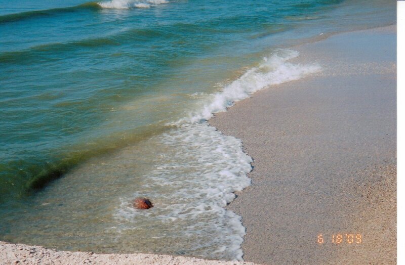 Coconut on Beach — Blue, Calm