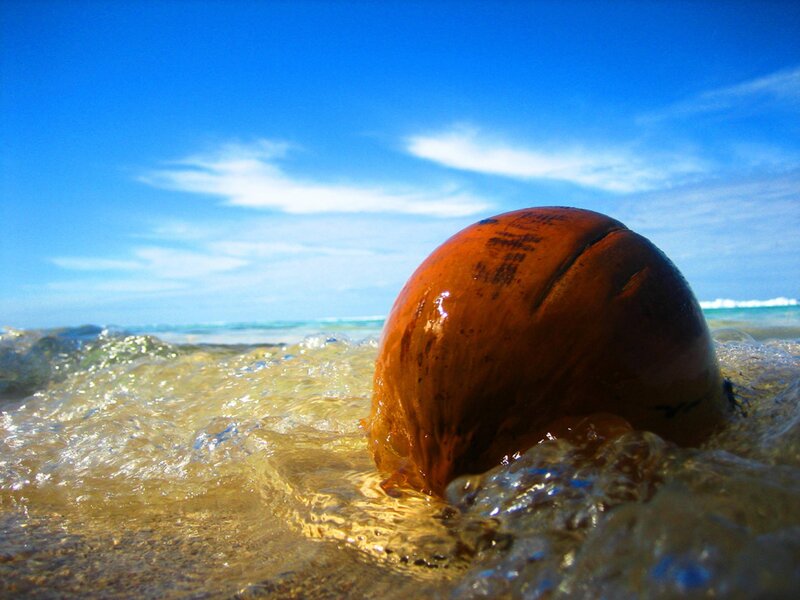 Coconut on Beach — Blue, Serene