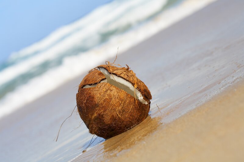 Coconut on Beach — Brown