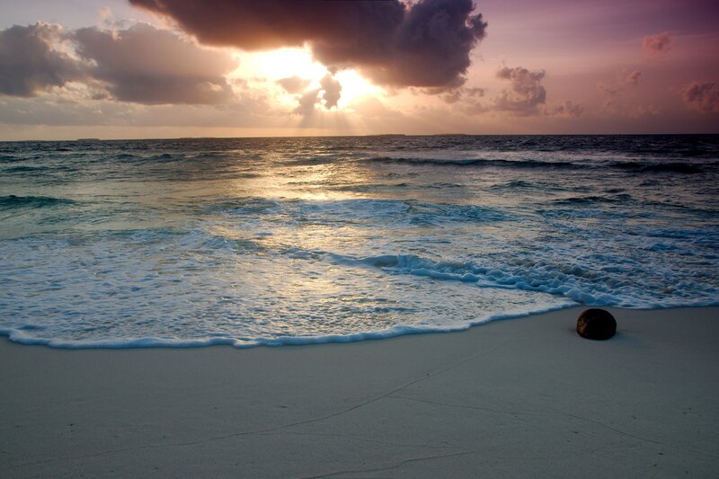 Coconut on Beach — Purple